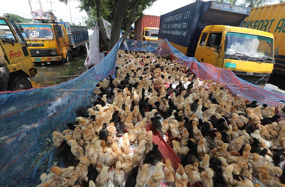 ঢাকা-চট্টগ্রাম মহাসড়কের ওপর কয়েক শ মুরগির বাচ্চা নিয়ে বসে ছিলেন খামারি মোহাম্মদ আলম